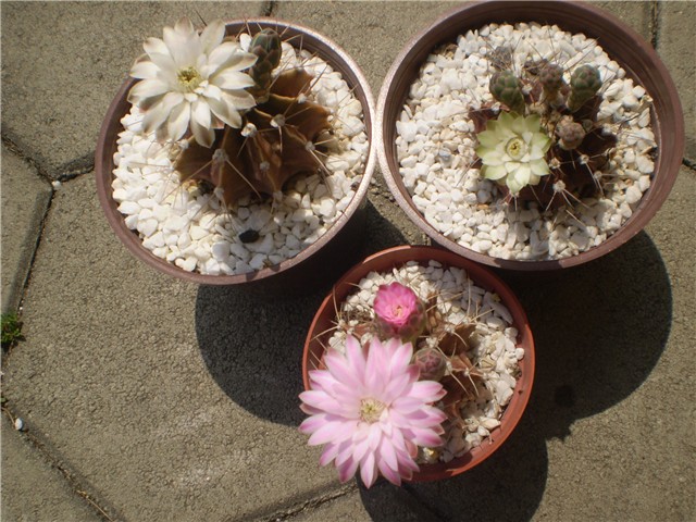 kaktus
